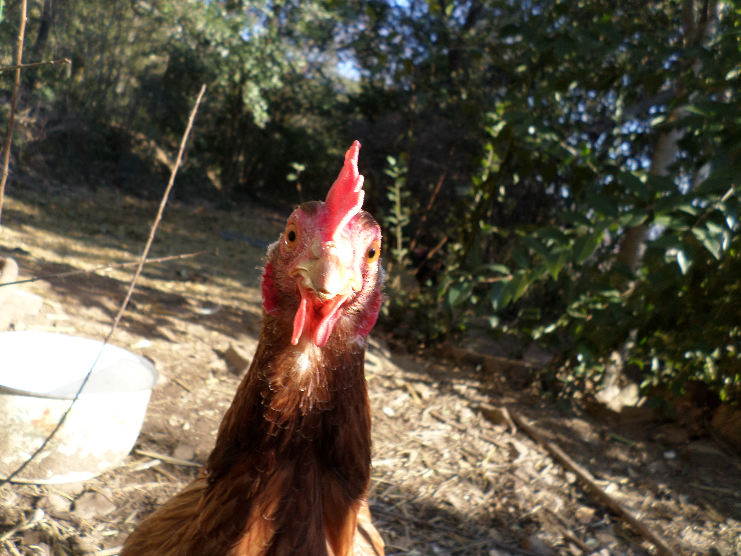 poule