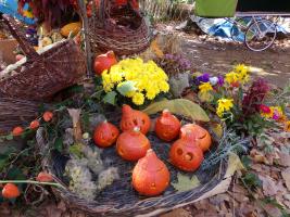 Legumes