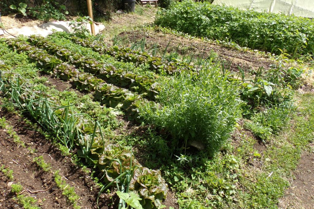 Jardin